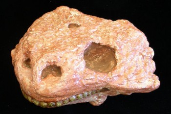 Pareiasaurus Juvenile Skull Replica
