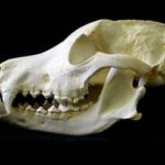 jvlxL-nfwsp-TPuNd-German_shepherd_dog_skulls_models_replicas