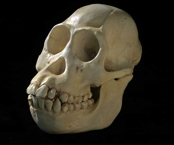 Borneo Orangutan Female Skull