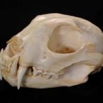 kHseR-ddfLs-BWNHm-Caracal_adult-Female_Skull
