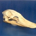 Domestic Duck Skull Replica
