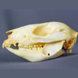 kangaroo rat skull replica