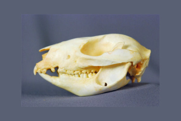 kangaroo rat skull replica