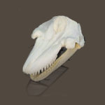 killer-whale-skull-replica-brown-background-RS087