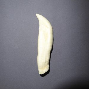 killer whale tooth replica
