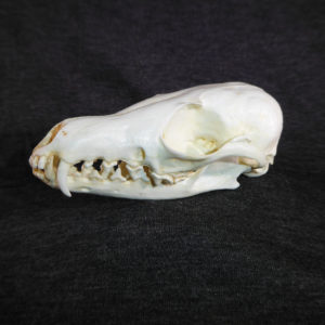 kit fox skull replica facing left