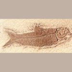 knighta-humilis-fish-replica-P004A