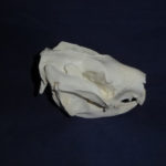 koala-male skull-replica-CA16106