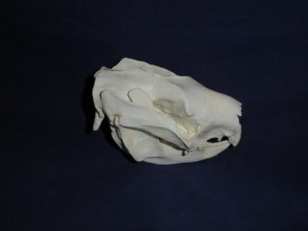 koala male skull replica