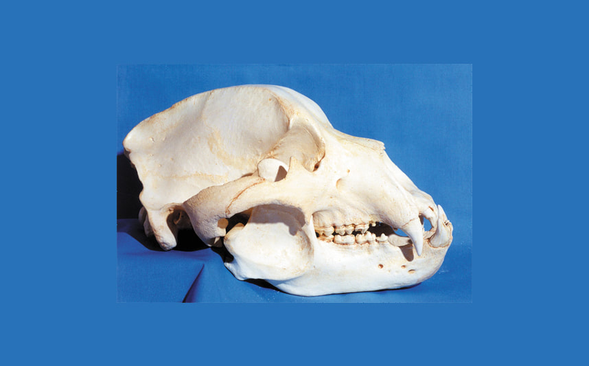 Kodiak Grizzly Bear Skull - SkeletonsAndSkullsSuperstore