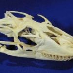 komodo-dragon-female-skull-replica-RS376-SIwmt-GBdrV-yorWm