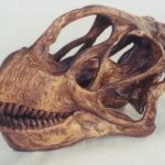 lViOs-hsOhe-llSrX-Camarasaurus_dinosaur_skull_fossil_replica