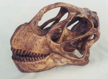 Camarasaurus Lentis Skull Fossil