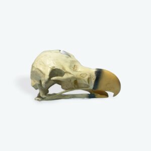 lappert faced vulture skull replica facing right CARB5001