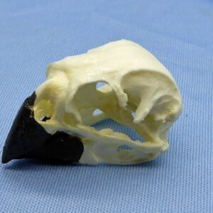 large ground finch male skull replica ca86306