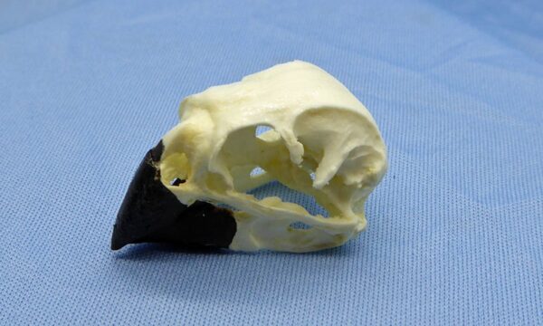 large ground finch male skull replica ca86306