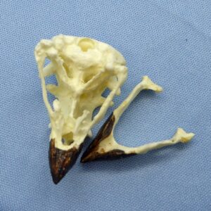 large ground finch male skull open CA86306