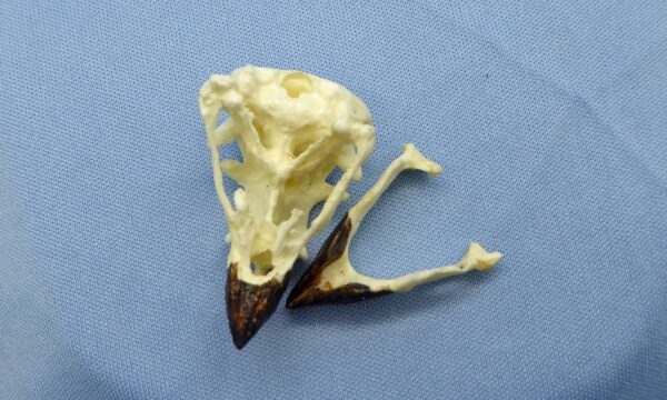 large ground finch male skull open CA86306