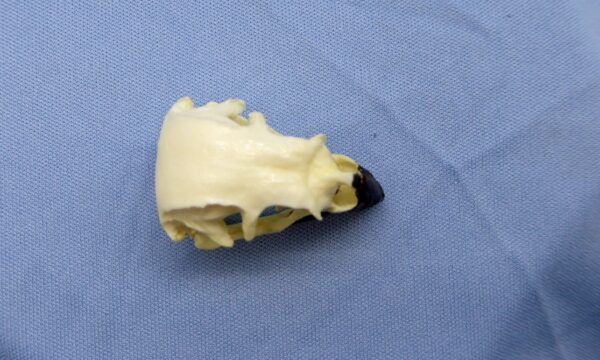 large ground finch male skull top view CA86306