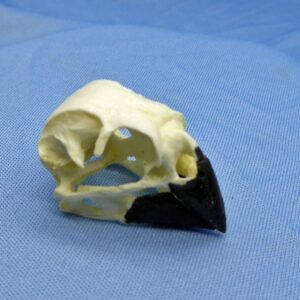 large ground finch male skull replica ca86306