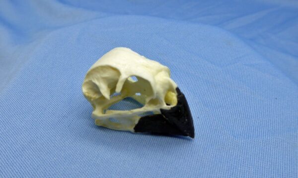 large-ground-finch-male-skull-CA86306 large ground finch male skull replica ca86306