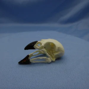 Scientific cast of Galápagos Finch Large Tree-Finch skull; its heavy, arched beak was designed for probing trees to extract larvae and insects.