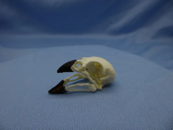 large-tree-finch-skull-replica-polyurethane-resin-anatomical-model Scientific cast of Galápagos Finch Large Tree-Finch skull; its heavy, arched beak was designed for probing trees to extract larvae and insects.