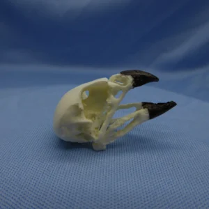 Large Tree-Finch Skull Replica - Image 3