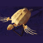 leatherback-sea-turtle-skeleton-aa331