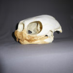 leatherback-sea-turtle-skull-RS700