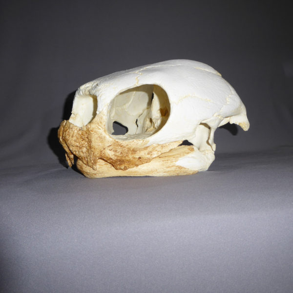 leatherback sea turtle skull