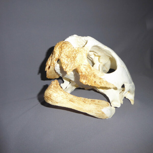 leatherback sea turtle skull replcia mouth open RS700