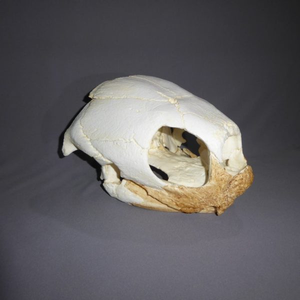leatherback sea turtle skull replica