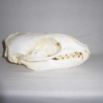 leopard seal skull replica