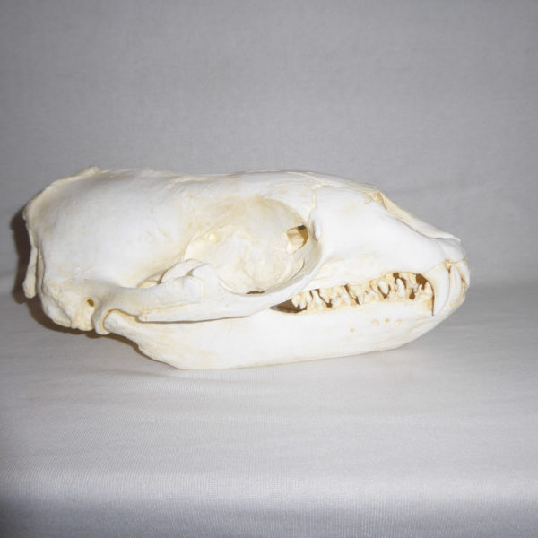 leopard seal skull replica