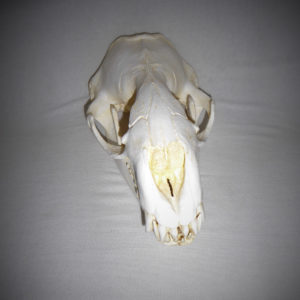 Leopard Seal Skull Replica - Image 3