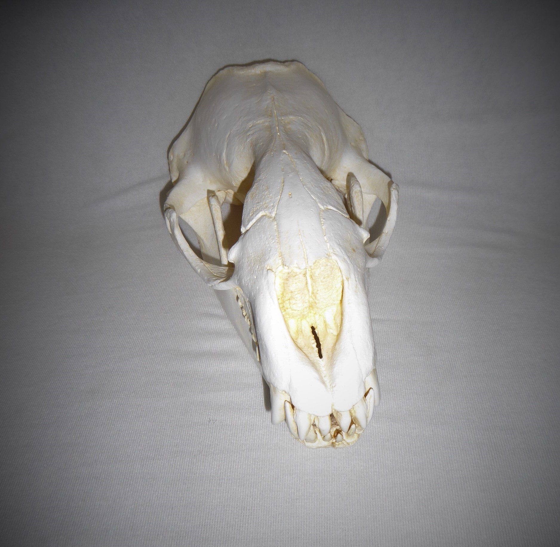 Leopard Seal Skull Replica SkeletonsAndSkullsSuperstore