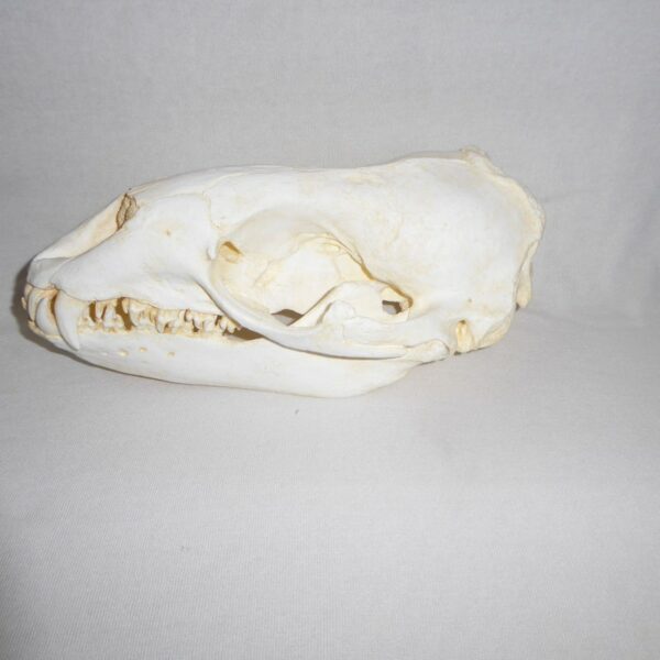 leopard seal skull replica left RS416