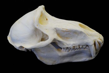 Chacma Baboon Adult Male Skull