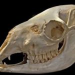 llama-female-skull-female-replica-CA26407-QbfNp-TJXTI-iXnQj