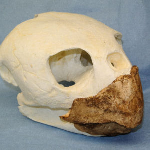 loggerhead turtle skull replica