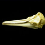 long-beaked-common-dolphin-skull-CA23845