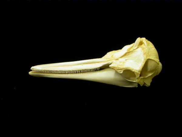 long-beaked common dolphin skull
