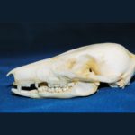 long-nosed-potoroo-female-skull-CA21745