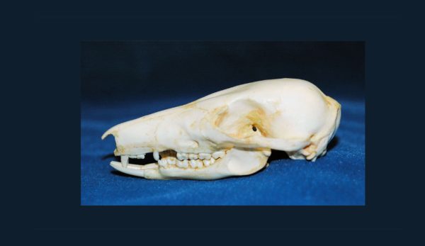 long nosed potoroo female skull