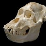 lqnKR-FtFNV-DUBmg-Sumatran_Orangutan_Male_Skulls_Replica_Model