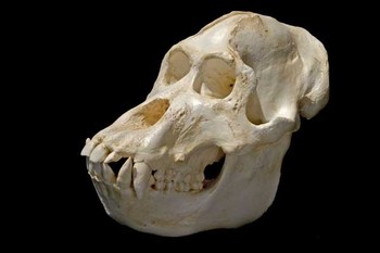 Sumatran Orangutan Male Skull Replica Model