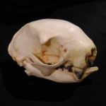 Hoffmans Two Toed Female Tree Sloth Skulls Models Replicas
