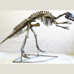 maiasaura juvenile skeleton replica