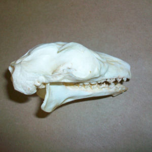 malayan flying lemur skull